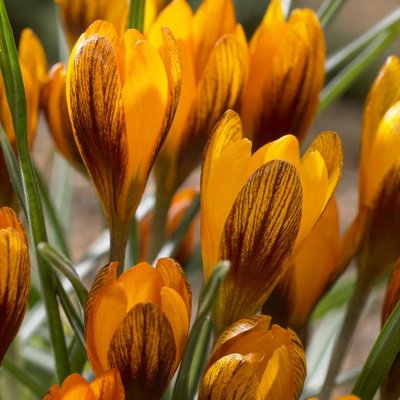 Crocus