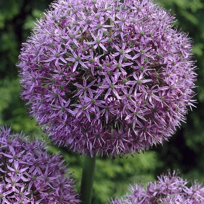 Allium