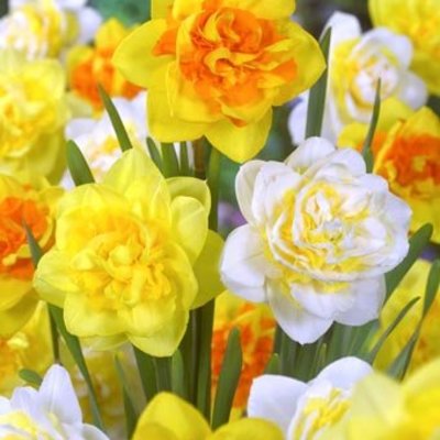 Doubleflowering daffodils