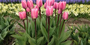 Testgarten Tulip Store