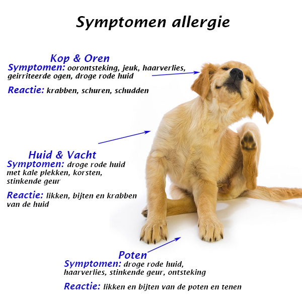 Gepensioneerde Alfabetische volgorde maat 4 allergieën bij honden en katten - Hondenvoer-winkel