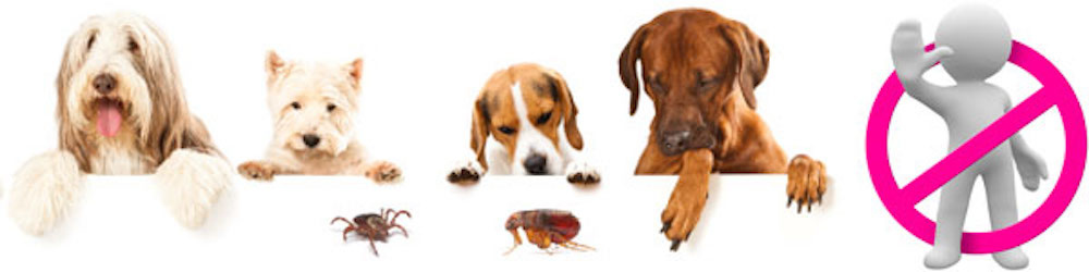 Vlooienallergie bij honden en katten -
