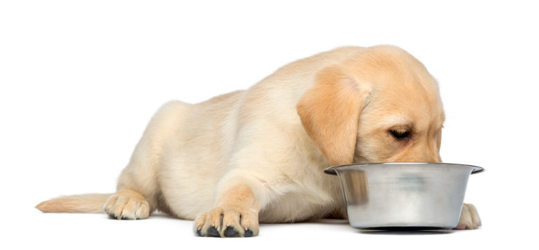 Hou op Vervormen Decoratie Voedselallergie bij honden en katten - Hondenvoer-winkel