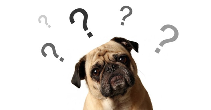 verlamming Vervloekt Renderen Wat zegt de ontlasting van een hond? - Hondenvoer-winkel