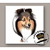 Heads Shetland Sheepdog (Sheltie)