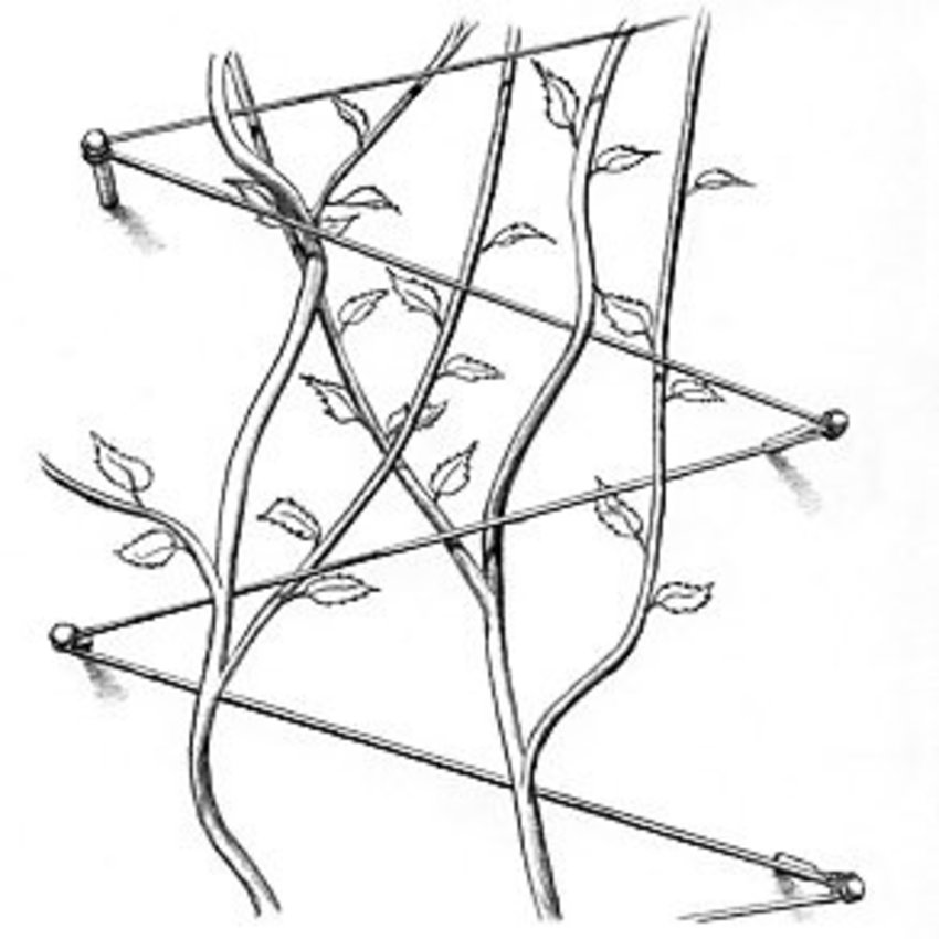 Plant guidance-screw stainless Trellis  Aisi 316