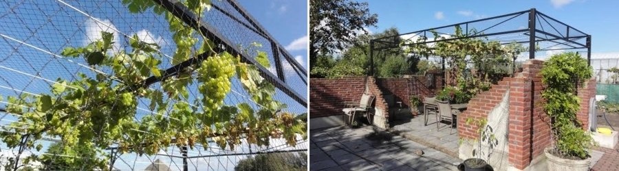 Weinreben leiten mit Stahldraht