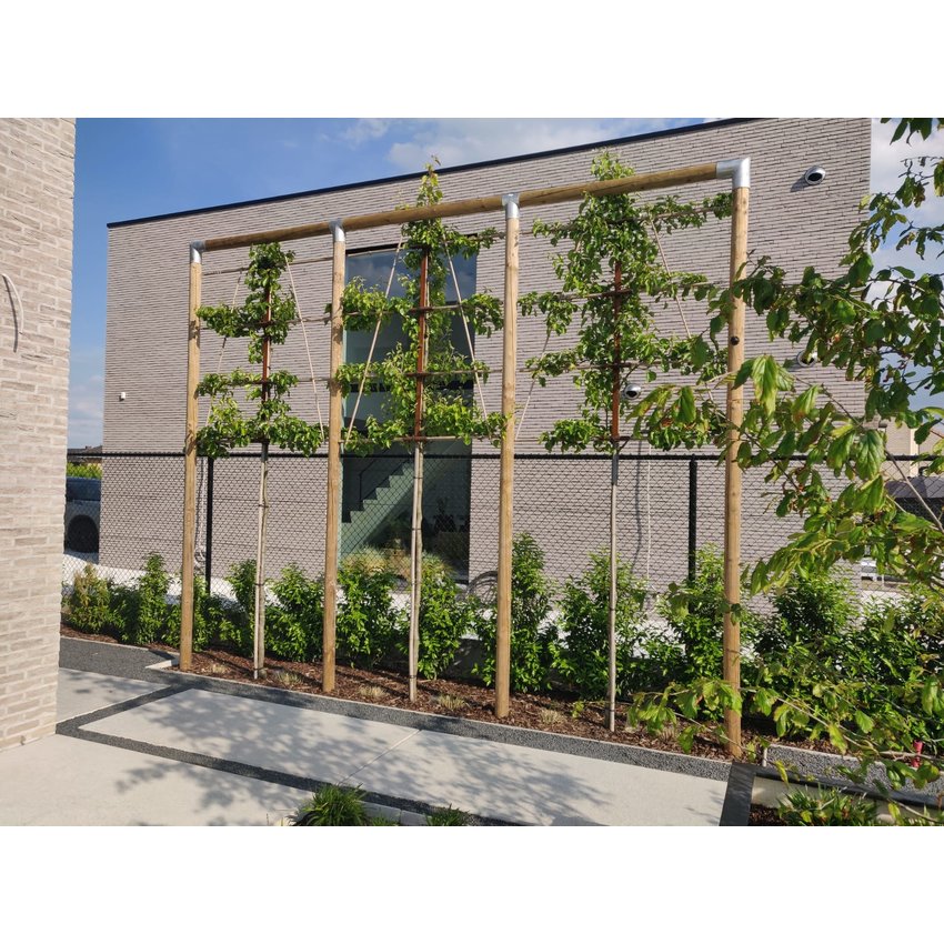 Lime Trees Construction Bundle Galvanised