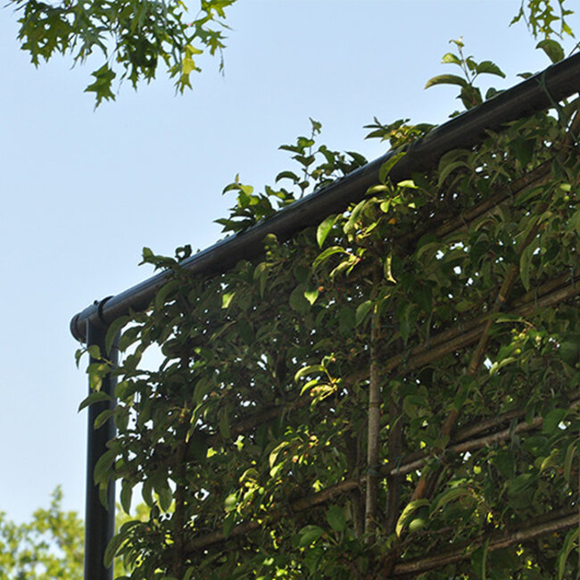 Compleet leilinde frame pakket