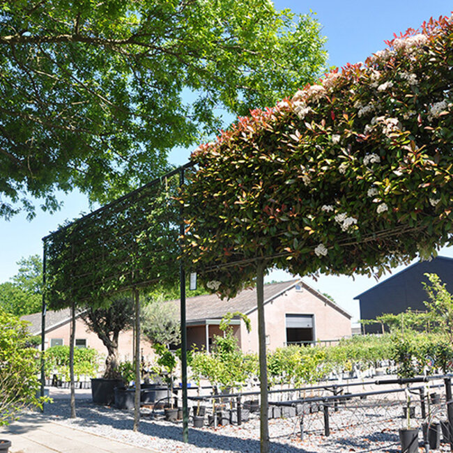 Compleet leilinde frame pakket