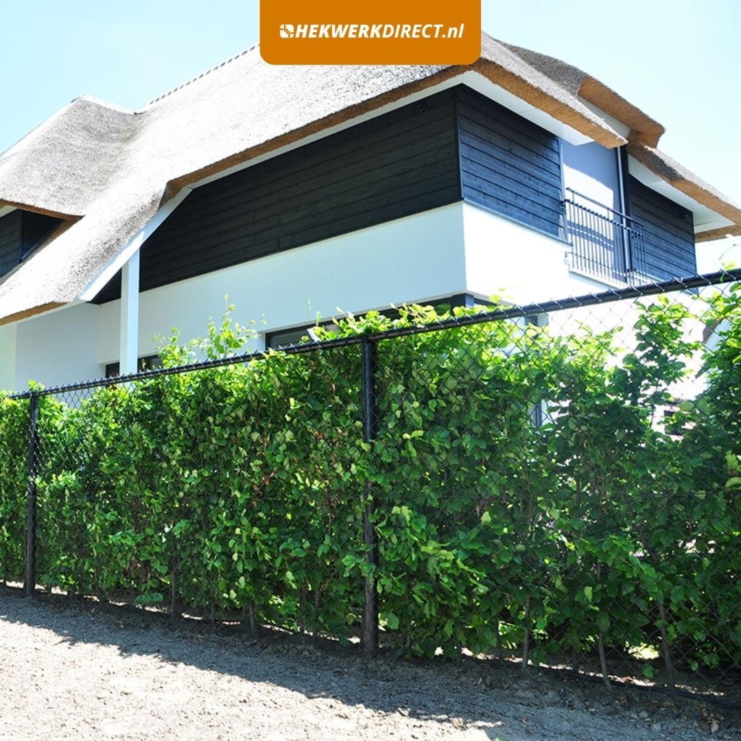 Harmonicagaas met korting