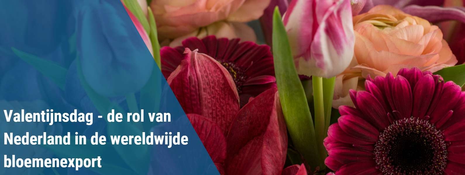 Valentijnsdag - de rol van Nederland in de wereldwijde bloemenexport