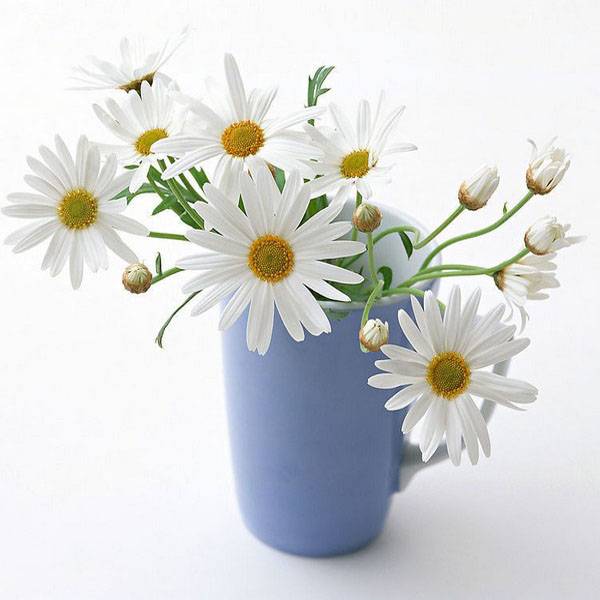 Js Supply Plantzaden Voor Madeliefjes 30 Stuks js supply kopen in de aanbieding