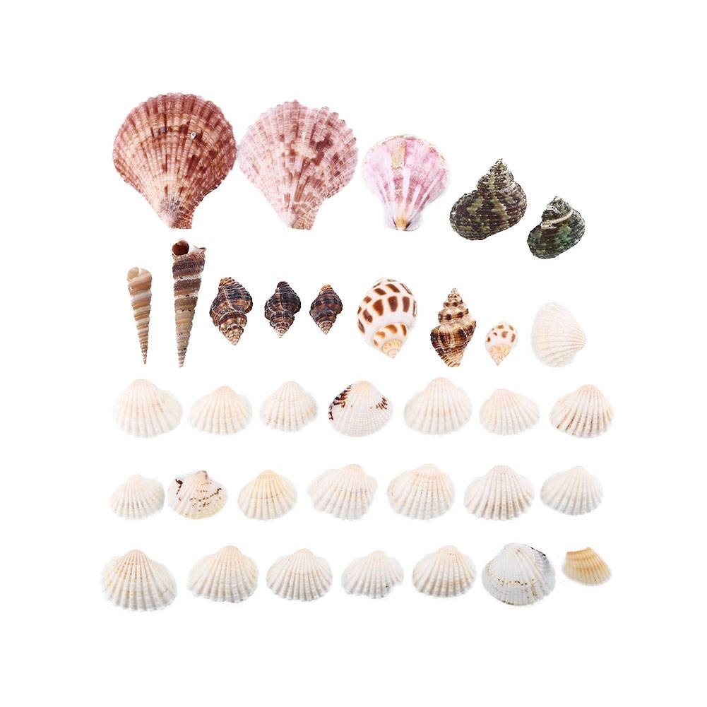 Myxl 100G Strand Schelpen Mix Shell Craft Seashell Aquarium Nautische Decor myxl kopen in de aanbieding Myxl 100G Strand Schelpen Mix Shell Craft Seashell Aquarium Nautische Decor myxl kopen in de aanbieding