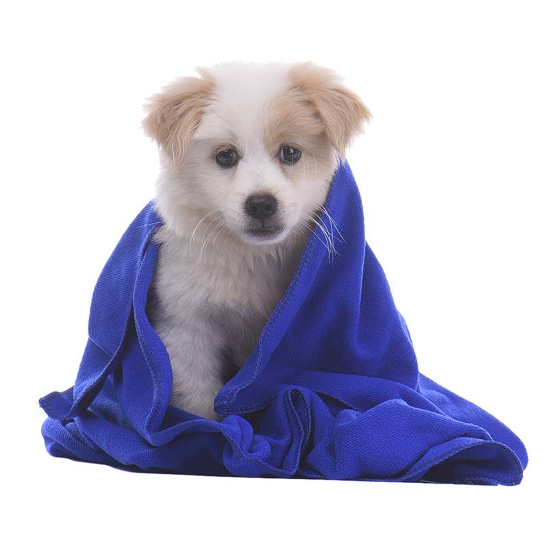 Myxl Huisdier Drogen Handdoek Zachte Warme Hond Badhanddoeken Puppy Kat Kussen Deken Mat Pad Microfiber myxl kopen in de aanbieding Myxl Huisdier Drogen Handdoek Zachte Warme Hond Badhanddoeken Puppy Kat Kussen Deken Mat Pad Microfiber myxl kopen in de aanbieding