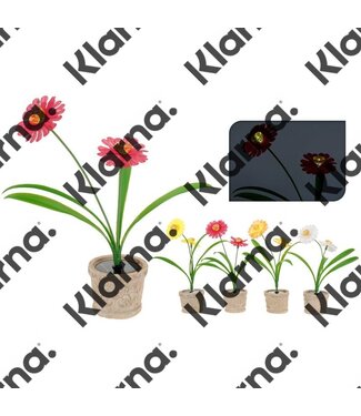 ProGarden 2 Solarbloemen in pot