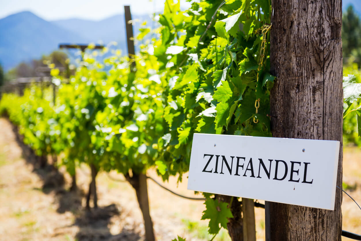 Zinfandel wijnen: de gids