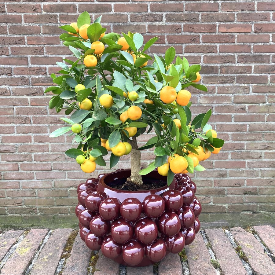 Pruim Pot | PLum Planter | Fruitpot-2