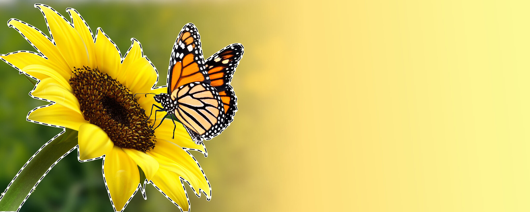 CorelDRAW Essentials 2021 für alle Einsatzbereiche-4