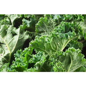 Stamppot Boerenkool & geitenkaas (V)