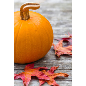 Bospaddenstoelenbouillon, pompoen & kervel