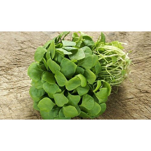 Stamppot postelein en een speklapje