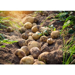 Hamlap met capucijners & aardappelpuree Hamlap met capucijners & aardappelpuree