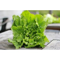 Rundergehaktbal met stamppot andijvie