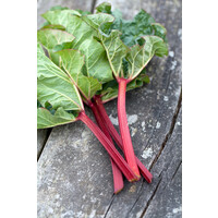 Rabarbercompote 250 ml