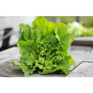 Varkenshaas, andijvie, geb. aardappels Varkenshaas, andijvie, geb. aardappels