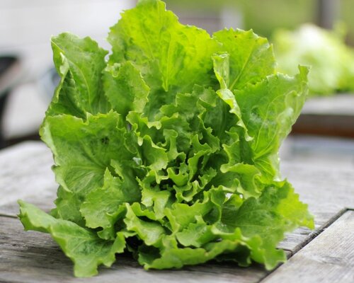 Rundervink met jus, andijvie en gebakken aardappels VEGETARISCH - Copy