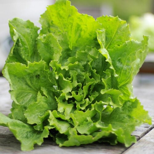 Rundervink met jus, andijvie en gebakken aardappels VEGETARISCH - Copy