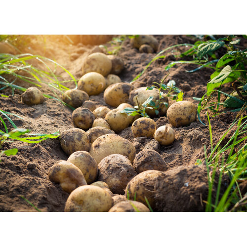 Rundervink, doperwten en gebakken aardappels