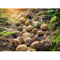 Rundervink, doperwten en gebakken aardappel