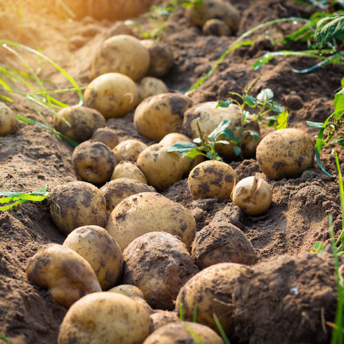Rundervink met jus, doperwten en gebakken aardappel