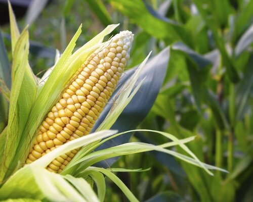 Kipkebabschijf met jus , mais en aardappelpuree