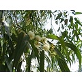 Huchem Allesreiniger Eucalyptus | 5L | Topkwaliteit | Geur