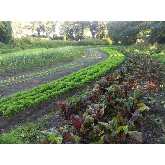 Huchem Water | Multifunctioneel Water 1000L IBC – Direct inzetbaar op elke locatie