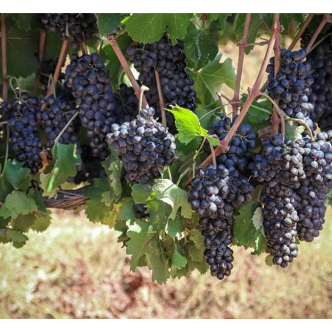 Galil Mountain Flagship wine 'Meron' 2017 - Well of wine