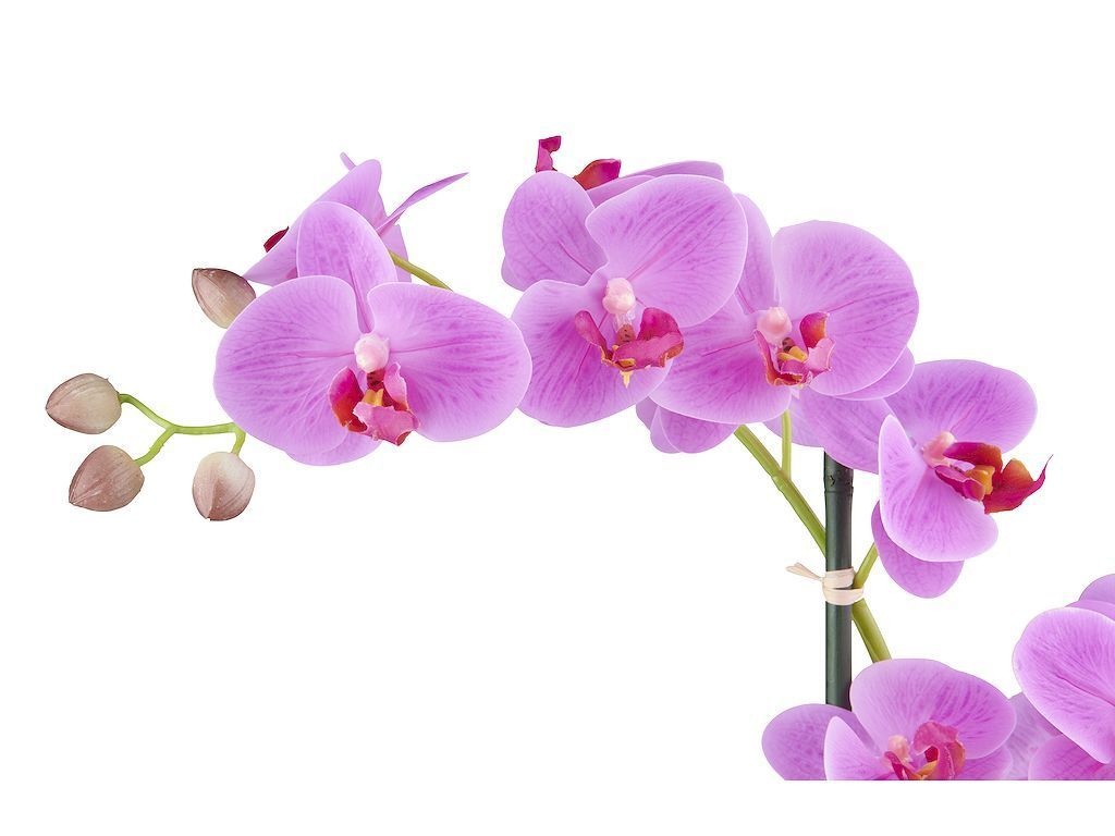 Multi Meubel Kunstplant Orchidee /  Phalaenopsis 2-tak roze H53cm