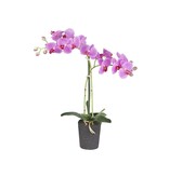 Multi Meubel Kunstplant Orchidee /  Phalaenopsis 2-tak roze H53cm