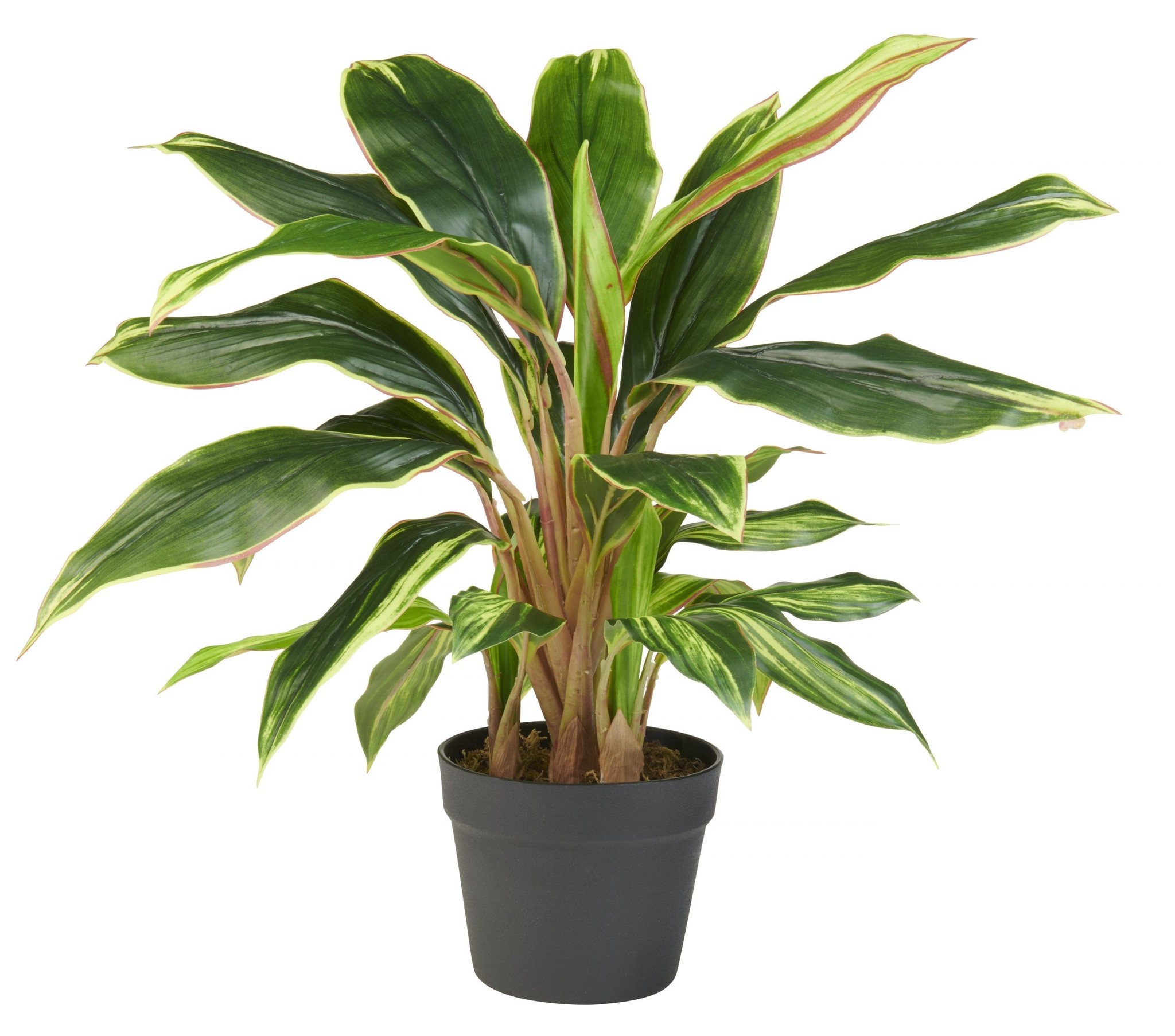 Multi Meubel HTT Decorations - kunstplant Cordyline breedbladig H65cm