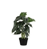 Multi Meubel HTT Decorations - kunstplant Alocasia H60cm