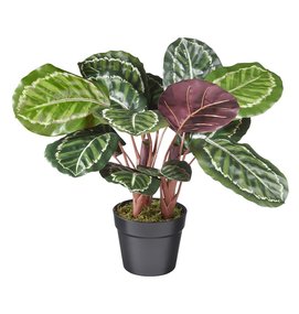 Multi Meubel HTT Decorations - kunstplant Calathea roseopicta H60cm - Multi Meubel