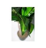 Multi Meubel HTT Decorations - kunstplant Dracaena Fragans H90 cm