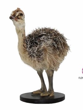 Pot en Vaas Stuffed ostrich