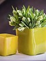 DutZ Pot square mustard