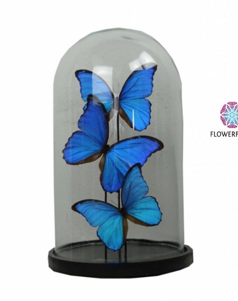 Pot en Vaas Bell jar with blue butterflies