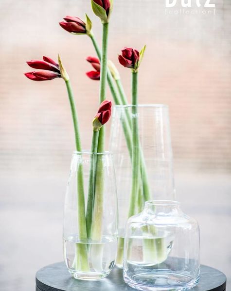 DutZ Vaas Robert clear - H37,5 / H50 cm