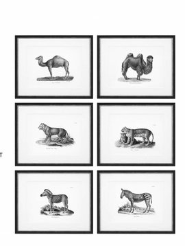 Eichholtz Prints Historical Animals